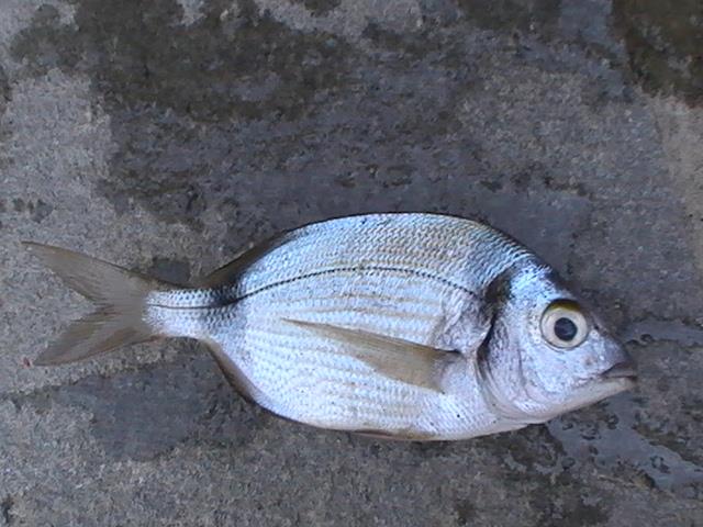 capturi grecia  - pic3487.JPG